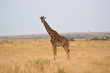 Vida salvaje en Masai Mara