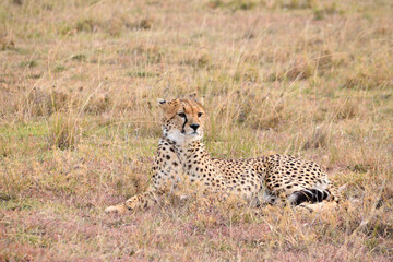 Vida salvaje en Masai Mara