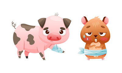 Sick Pig and Hamster Animal with Bandage on Leg and Belly Vector Set