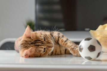 Bengal cat plays with a small soccer ball.