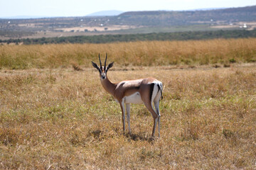 Vida salvaje en Masai Mara