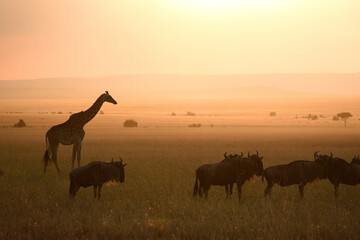 Fototapeta na wymiar Vida salvaje en Masai Mara