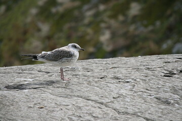 kleine Möwe auf einem Felsen 1 - Larinae