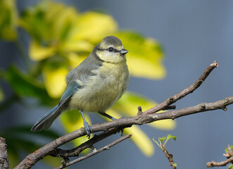 Fototapeta premium The Eurasian blue tit is a small passerine bird in the tit family, Paridae. It is easily recognisable by its blue and yellow plumage and small size