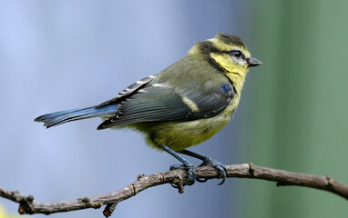 Fototapeta premium The Eurasian blue tit is a small passerine bird in the tit family, Paridae. It is easily recognisable by its blue and yellow plumage and small size