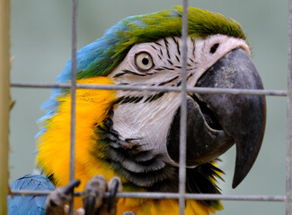 Macaws are a group of New World parrots that are long-tailed and often colorful. They are popular in aviculture or as companion parrots.
