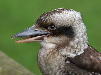 Kookaburras are terrestrial tree kingfishers of the genus Dacelo native to Australia and New Guinea, which grow to between 28 and 47 cm in length