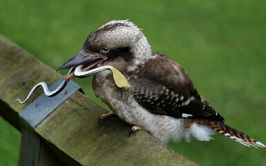 Kookaburras are terrestrial tree kingfishers of the genus Dacelo native to Australia and New Guinea, which grow to between 28 and 47 cm in length