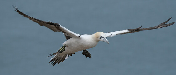 Gannets are seabirds comprising the genus Morus, in the family Sulidae, closely related to boobies. 