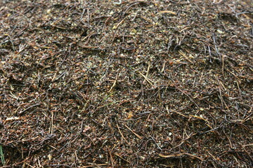 Ameisenhaufen im Wald - Formica 2