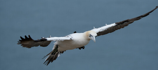 Gannets are seabirds comprising the genus Morus, in the family Sulidae, closely related to boobies. "Gannet" is derived from Old English ganot, ultimately from the same Old Germanic root as "gander".