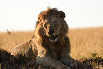Vida salvaje en Masai Mara