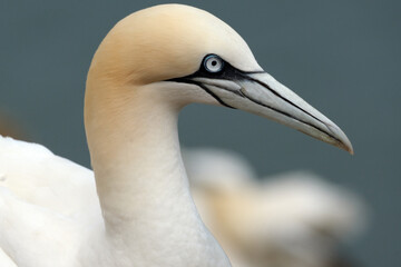 Gannets are seabirds comprising the genus Morus, in the family Sulidae, closely related to boobies. 