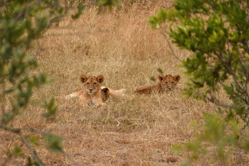 Vida salvaje en Masai Mara