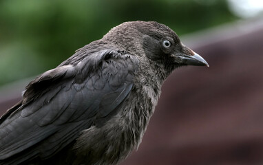 The western jackdaw, also known as the Eurasian jackdaw, the European jackdaw, or simply the jackdaw, is a passerine bird in the crow family
