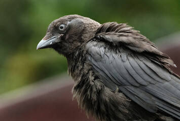 The western jackdaw, also known as the Eurasian jackdaw, the European jackdaw, or simply the jackdaw, is a passerine bird in the crow family