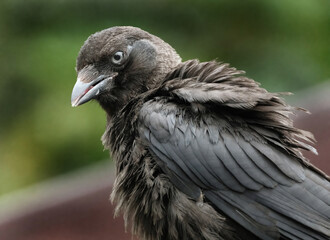 The western jackdaw, also known as the Eurasian jackdaw, the European jackdaw, or simply the jackdaw, is a passerine bird in the crow family