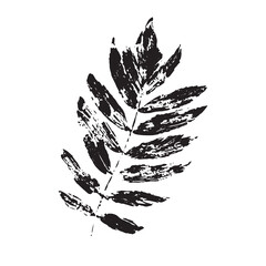 Rowan leaf black silhouette on white. Vector illustration