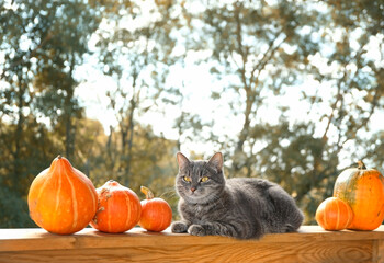 cat and ripe orange pumpkins in garden, natural autumn background. symbol of autumn season,...
