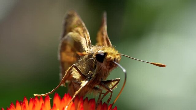 4K closeup footage of a moth perched on a colorful flower bud in daylight