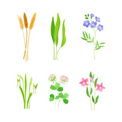 Fototapeta na wymiar Wildflower Species or Herbaceous Flowering Plant with Green Stem and Leaf Vector Set