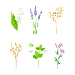 Wildflower Species or Herbaceous Flowering Plant with Green Stem and Leaf Vector Set