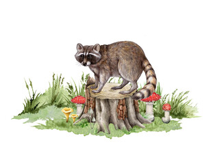 Raccoon on the tree stump. Hand drawn illustration. Forest wildlife scene. Cute raccoon standing on the tree stump with green grass and forest mushrooms. Wildlife animal in natural environment