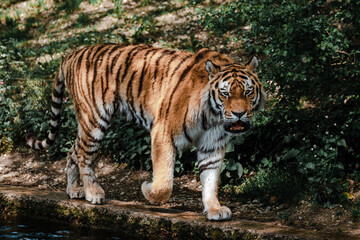 Fototapeta na wymiar Tiger im Zoo