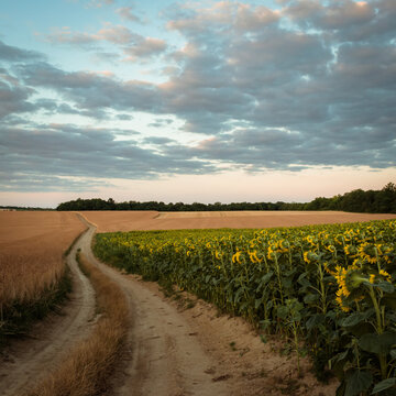 Sunflower Field In The Hungarian Countryside At Dusk