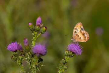big butterfly feeding on thorn flower, Chazara briseis