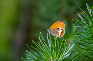 little butterfly on pine tree, Pearly Heath, Coenonympha arcania