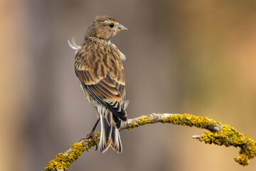 Passarell comú, femella