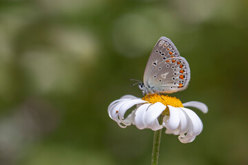 butterfly feeding on daisy, Anatolian Zephyr Blue , Plabejus modicus