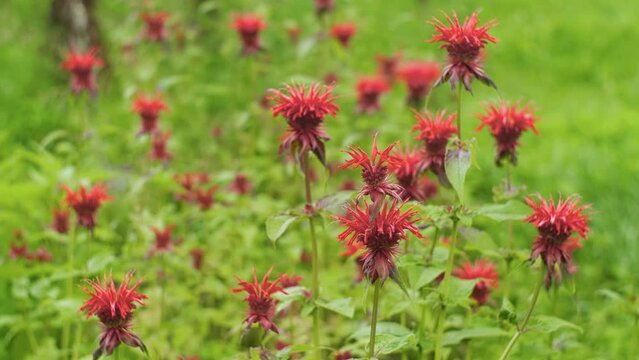Crimson beebalm, scarlet monarda in the field