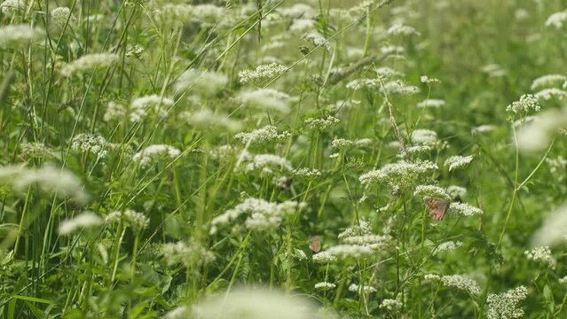 Cow parsley, wild chervil with butterfly in the field