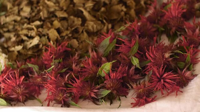 Drying Birch, scarlet monarda in an old country house