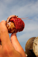 Red hermit crab // Großer Roter Einsiedlerkrebs (Dardanus calidus) - Pylos, Peloponnese, Greece