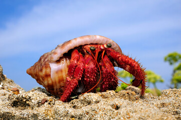Red hermit crab // Großer Roter Einsiedlerkrebs (Dardanus calidus) - Pylos, Peloponnese, Greece