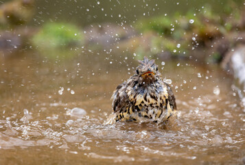 Zorzal Charlo dandose un ba&ntilde;o
