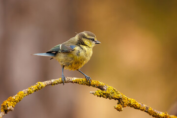 Herrerillo Com&uacute;n