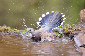 Rula Comun dandose un ba&ntilde;o