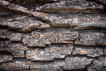 Abstract background. Tree bark texture close up