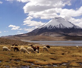 Lago Chungará en el altiplano chileno junto al volcan homonimo.