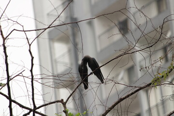 crows on the tree in rain 