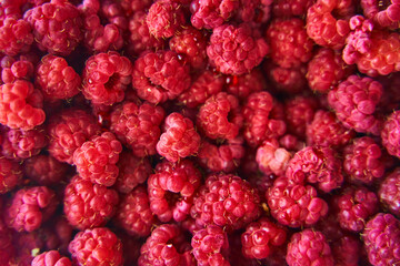 Ripe red raspberries close up. Raspberries background