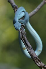 Trimeresurus insularis (Indonesian pit viper, Lesser Sunda Islands pit viper, Sunda white-lipped pit viper) is a venomous pit viper species found in eastern Java and the Lesser Sunda Islands, Indonesi