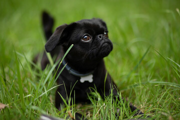 Portrait of black cute pet pug-dog of breed 'Petit Brabancon Brussels Griffon' laying o grass in...