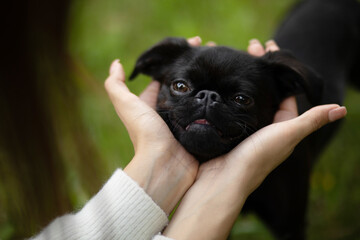 Pleased face of black cute pet pug-dog of breed 'Petit Brabancon Brussels Griffon' in woman's...