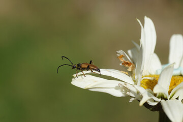 Male red-brown longhorn beetle (Stictoleptura rubra) of the family longhorn beetles (Cerambycidae) on an old flower of Shasta daisy (Chrysanthemum maximum). family (Asteraceae or Compositae). Summer