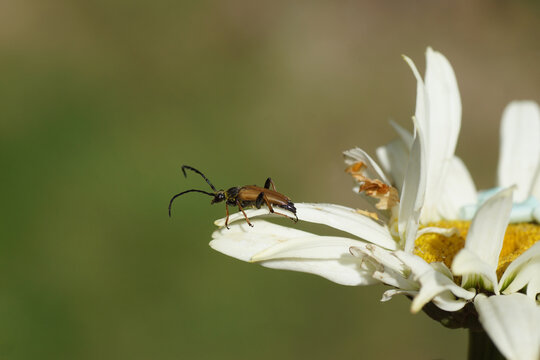 Male red-brown longhorn beetle (Stictoleptura rubra) of the family longhorn beetles (Cerambycidae) on an old flower of Shasta daisy (Chrysanthemum maximum). family (Asteraceae or Compositae). Summer
